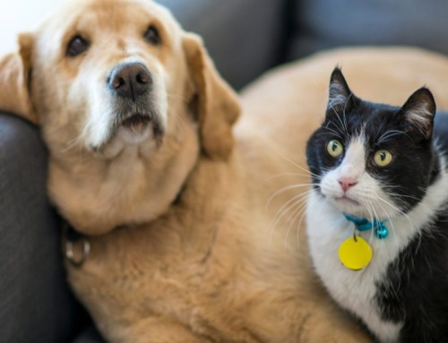 Your Obligations Concerning Your Pets