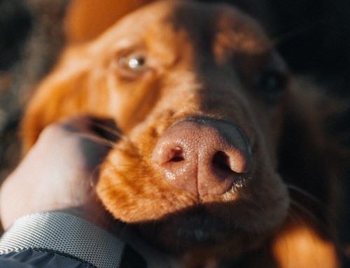 Who gets to keep the family pet after separation? Family Law changes in 2025