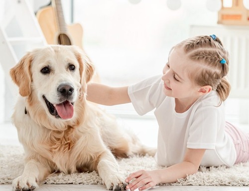 Who gets to keep the family pet after separation? Family Law changes in 2025